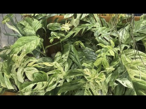 Видео: Поставка из Тайланда в АгроОПТ Махачкала 