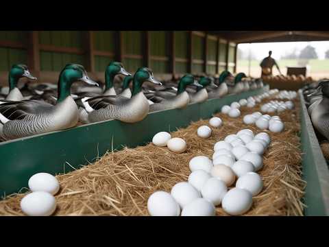 Видео: Основные этапы органического выращивания уток: от кормления до сбора яиц