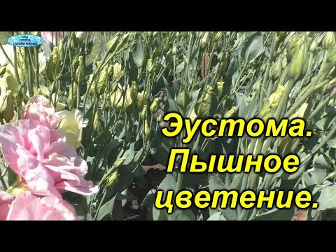 Видео: Подкормка эустомы для пышного цветения!