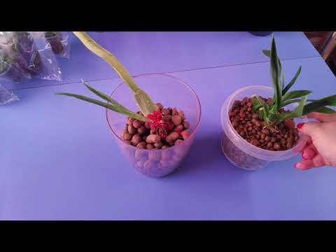 Видео: 16.11.21.ОРХИДЕИ Онцидиум и Мильтония  на реанимации в керамзите..