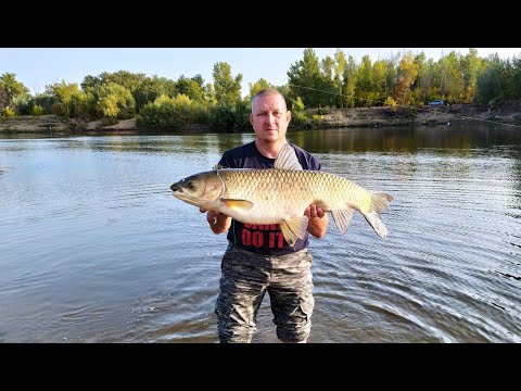 Видео: Рыбалка на АХТУБЕ! Ловля АМУРА! БЮДЖЕТНАЯ И УЛОВИСТАЯ СНАСТЬ на амура!