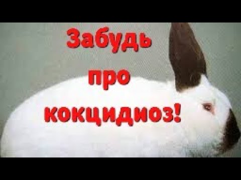 Видео: Избавиться от кокцидиоза кроликов навсегда можно вот так легко!