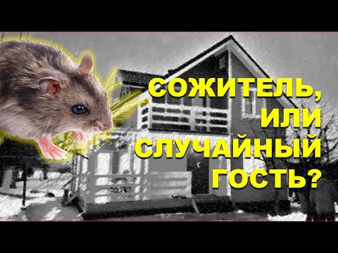 Видео: Мыши в каркасном доме это приговор?