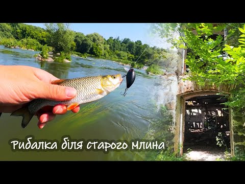 Видео: Шалений кльов головня біля старого млина | Рибалка на Південному Бугу