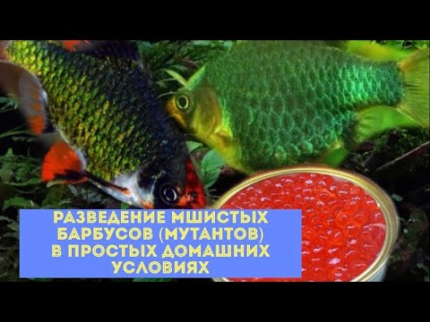 Видео: Разведение барбусов мшистых (мутантов) в домашнем аквариуме