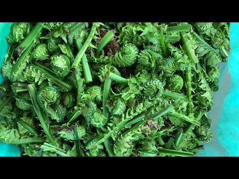 Видео: Собираем папоротник, Страусиное Перо .