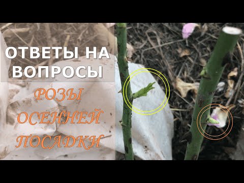 Видео: Ответы на вопопросы. Розы осенней посадки. Питомник 🌹 и 🌲 Е. Иващенко
