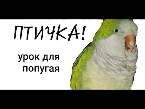 Видео: "ПТИЧКА!" -- УРОК  ДЛЯ ПОПУГАЯ. УЧИМ ПОПУГАЯ  ГОВОРИТЬ