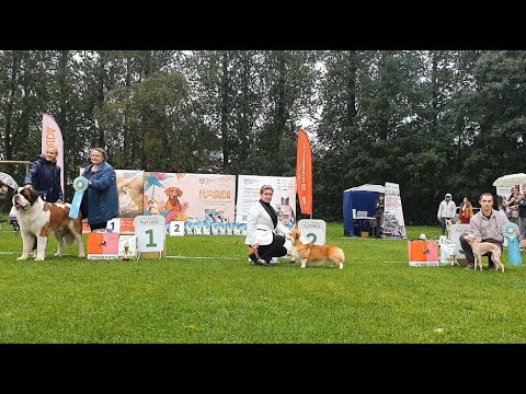 Видео: 20.09.2025, СПб. Клуб "Северная Венеция-2" (РКФ, РФОС). Выставка собак "ОСЕНЬ НА НЕВЕ" (САС, ЧФ)
