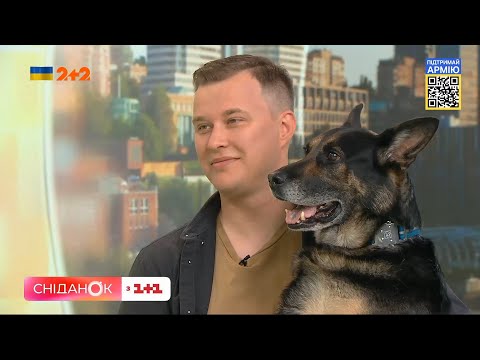 Видео: 🐕11 минут для поднятия настроения: няшная собака в гостях в студии