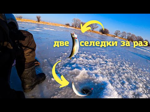 Видео: Клюёт по две селёдки за раз! Зимняя рыбалка на ловчие снасти.