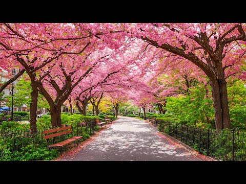 Видео: целебная музыка для сердца и сосудов 🌿 успокаивает нервную систему и радует душу, Нежная музыка #11