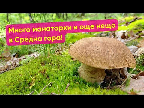 Видео: Много #манатарки и още нещо в Средна #гора !