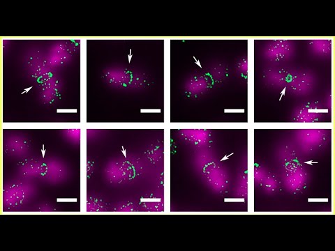 Видео: Микроскопия сверхвысокого разрешения. 29.01.2021