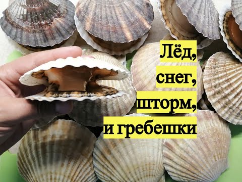 Видео: Лёд, снег, шторм и гребешки