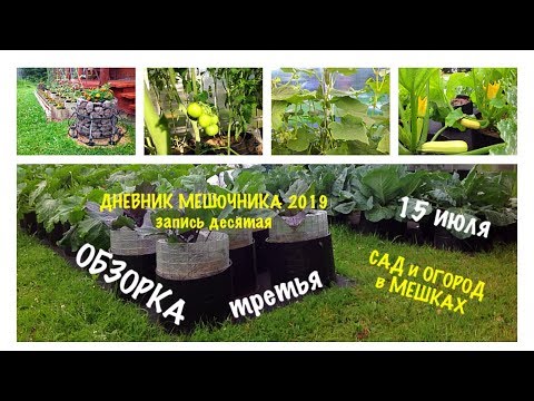 Видео: Мой ОГОРОД в МЕШКАХ."ОБЗОРКА"третья от 15июля. ДНЕВНИК МЕШОЧНИКА 2019.ЗаписьN10. The GARDEN in BAGS.