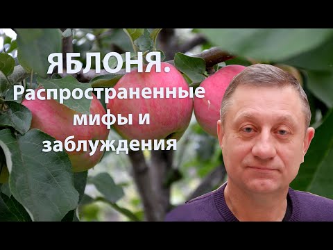 Видео: Яблоня. Мифы и заблуждения.