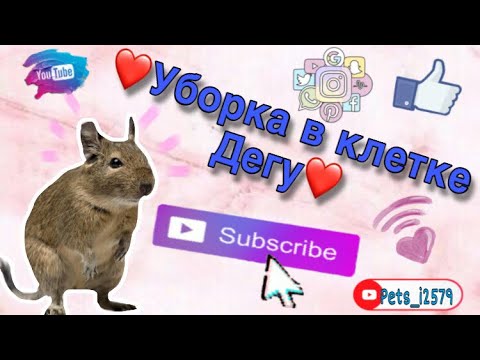 Видео: ❤️Уборка в клетке дегу❤️