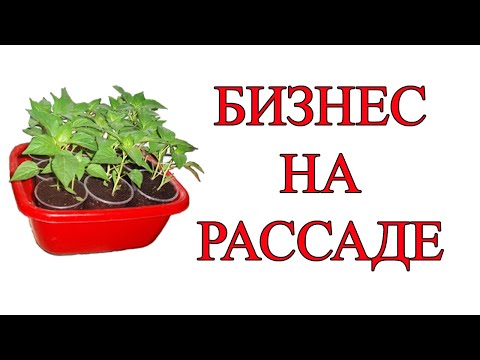 Видео: Рассада как бизнес