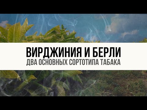 Видео: Берли и Вирджиния