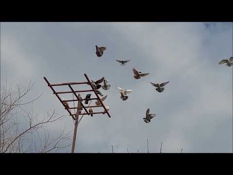 Видео: 24 02 2022 года. Мраморные бойные голуби, Николая с Дивное.