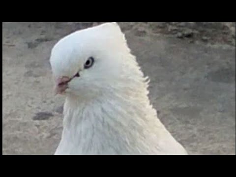 Видео: Андижанский Високолетные Голуби