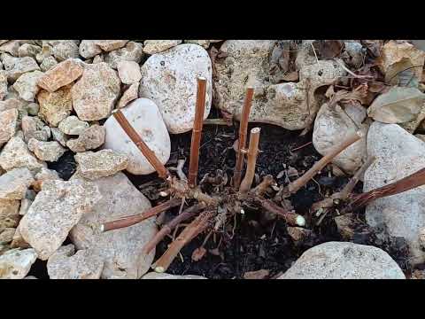 Видео: Поработаем в саду! Обрезаем гортензию и абрикос, готовим патио к весне.