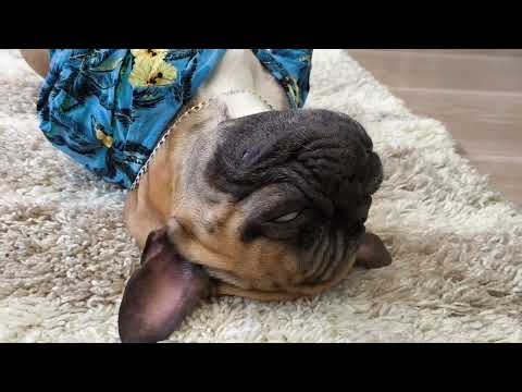 Видео: А сказка ли? #французскийбульдог #собака #собакаприколы #бульдоги #funnydogs #одеждадлясобак #dog