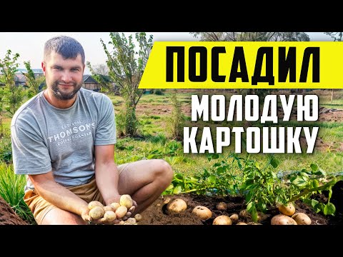 Видео: ВТОРОЙ РАЗ ПОСАДИЛ КАРТОФЕЛЬ ПОСЛЕ СБОРА УРОЖАЯ!
