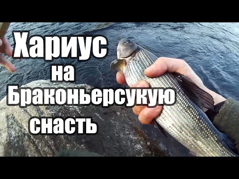 Видео: Хариус на браконьерскую снасть (главное без фанатизма).