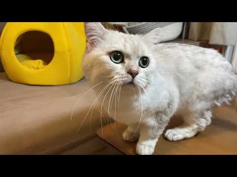 Видео: Мишель и знакомство с ее первым женихом 🥰