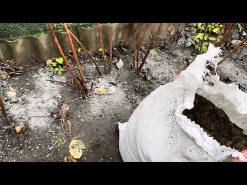 Видео: Осіннє підживлення малини, аґрусу, порічки, смородини, ожини. Осіннє підживлення плодових кущів. 