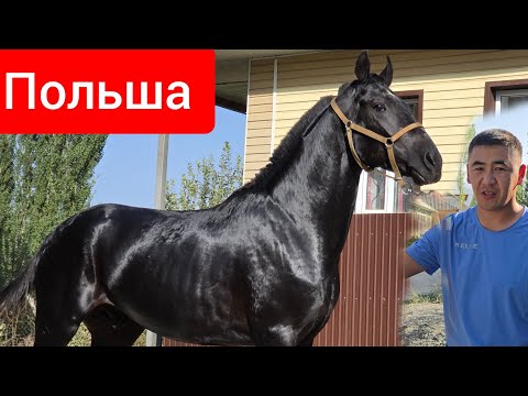 Видео: КРАСАВЧИК    Польша   Ноокаттан  Сатууга Чыкты 