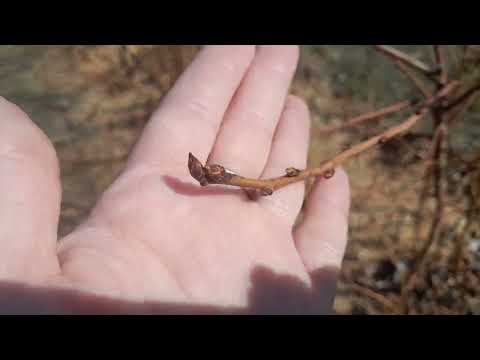 Видео: Голубика подмёрзла!