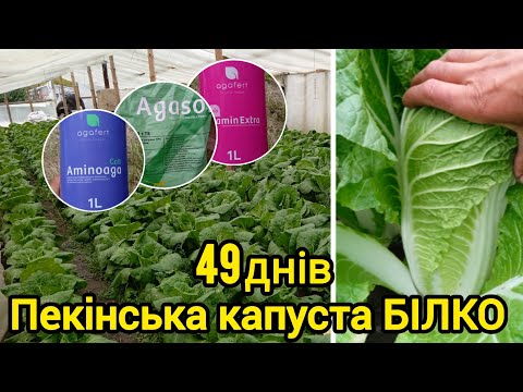 Видео: Пекінська капуста БІЛКО. 49 днів 