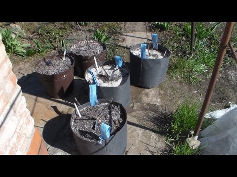 Видео: Инжир в контейнерах Пересадка