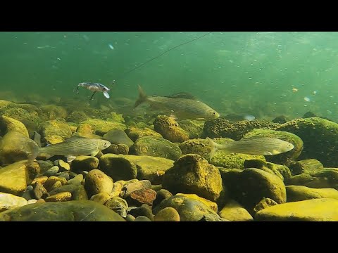 Видео: Столько рыбы я ещё не видел! Осенний жор. Рыбалка на Горной реке. Первый лёд