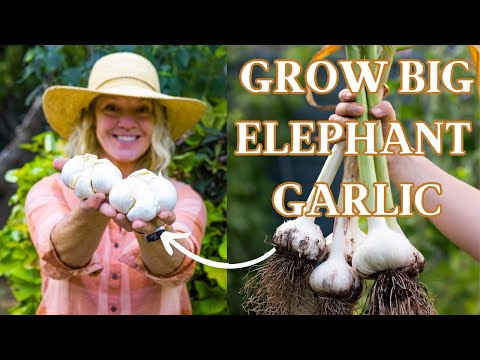 Видео: Выращивание чеснока сорта «слон» для получения гигантских луковиц
