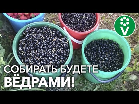 Видео: КАЛЕНДАРЬ УХОДА ЗА СМОРОДИНОЙ: от А до Я. ПОЛНОЕ РУКОВОДСТВО на сезон