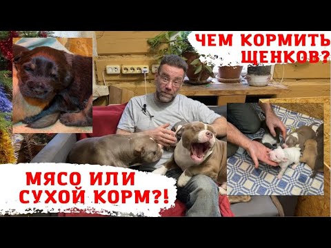 Видео: ЧЕМ КОРМИТЬ ЩЕНКА | чем я кормлю щенков с 18 дней