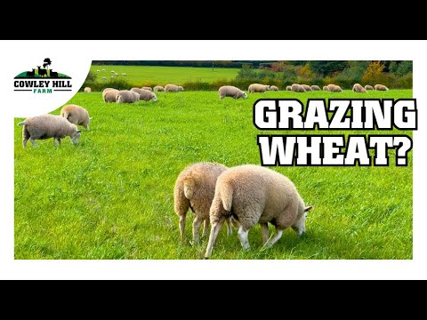 Видео: ВЫПАСНЫЕ КУЛЬТУРЫ — ПУТЬ ВПЕРЕД?