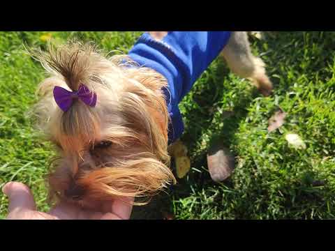 Видео: Мини малыш Майкл в поиске семьи 🥰 цена 50 т р.Доставка по миру+79788972514