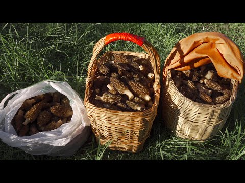 Видео: СМОРЧКОВ СТОЛЬКО, ЧТО КОРЗИН НЕ ХВАТИЛО! ГДЕ И КАК РАСТУТ СМОРЧКИ. Весенние грибы в Подмосковье 2024