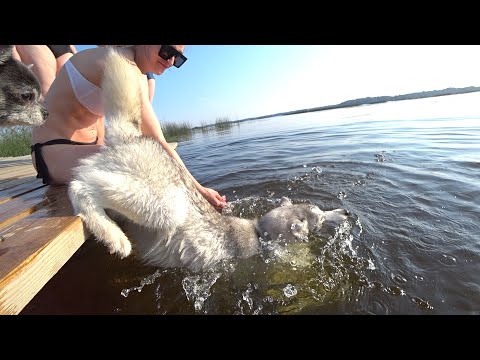 Видео: Отдых на озере Врево. Бабаки- ныряки!