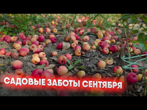 Видео: Садовые заботы сентября