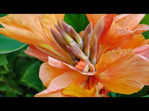 Видео: Семья - расширь пределы в прямом эфире!