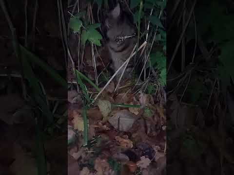 Видео: Котик #cat 
