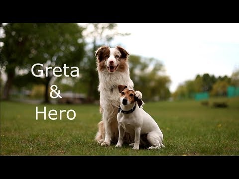 Видео: Трюки бордер-колли Хиро и джек-рассел Грета | #FlyTeam_By