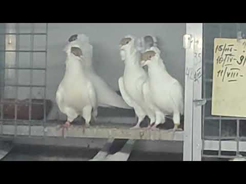 Видео: 3.11.2025г Распродажа Породистых Голубей, Харлашина Виктора Ивановича ч.5