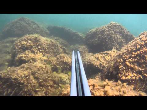 Видео: Подводная Охота на Кефаль